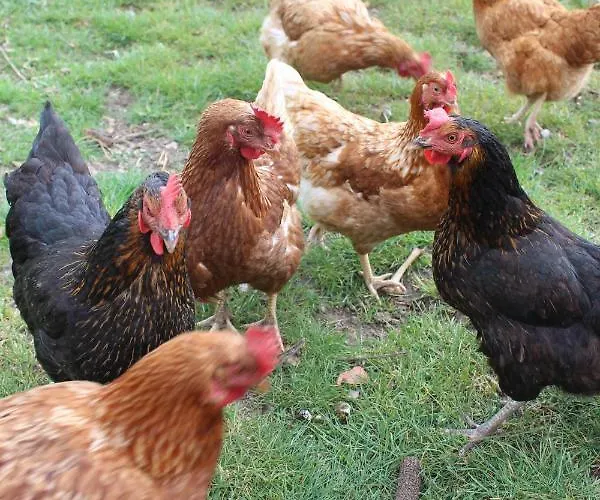 Landperle Darze * Altenhof (Mecklenburg-Vorpommern)